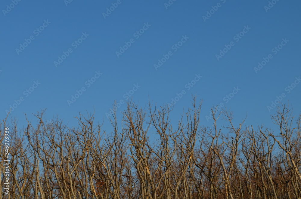 Fototapeta premium forest