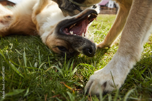 Two dogs friends fighting and bitting playing with each other