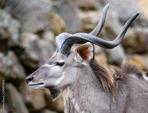 A blesbok antelope (Damaliscus pygargus) standing in grass photo