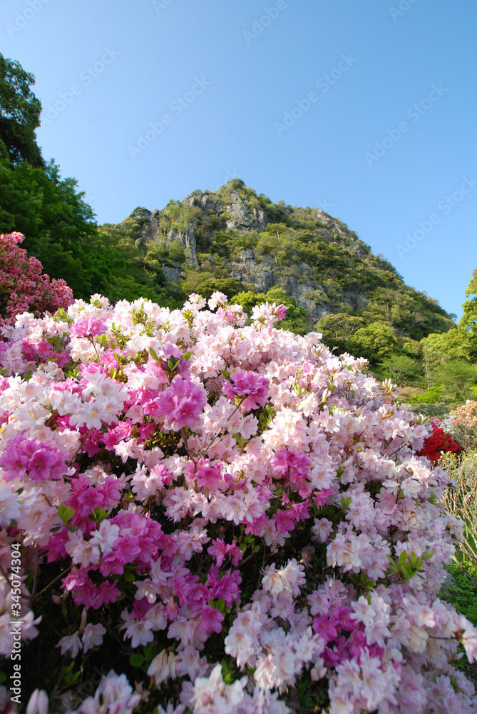 山裾に咲くツツジ