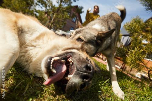 Two dogs friends fighting and bitting playing with each other