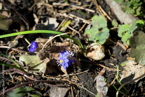 Hepatica nobilis blossoming in the garden. Selective focus.