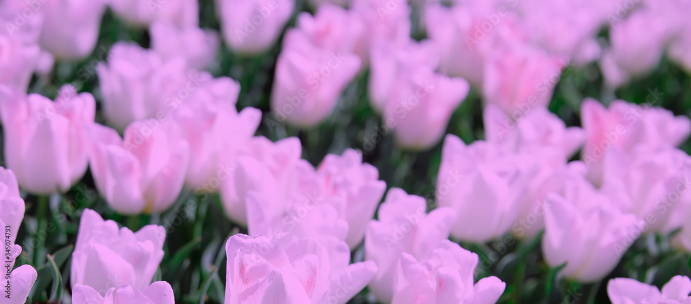 Aesthetics wallpaper flowers. White Tulip  bloom background. Ideal for postcard