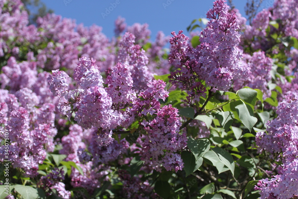 Obraz premium lilac Bush