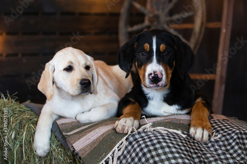 Portrait of a great swiss mountain dog and labrador puppy lying in the hay