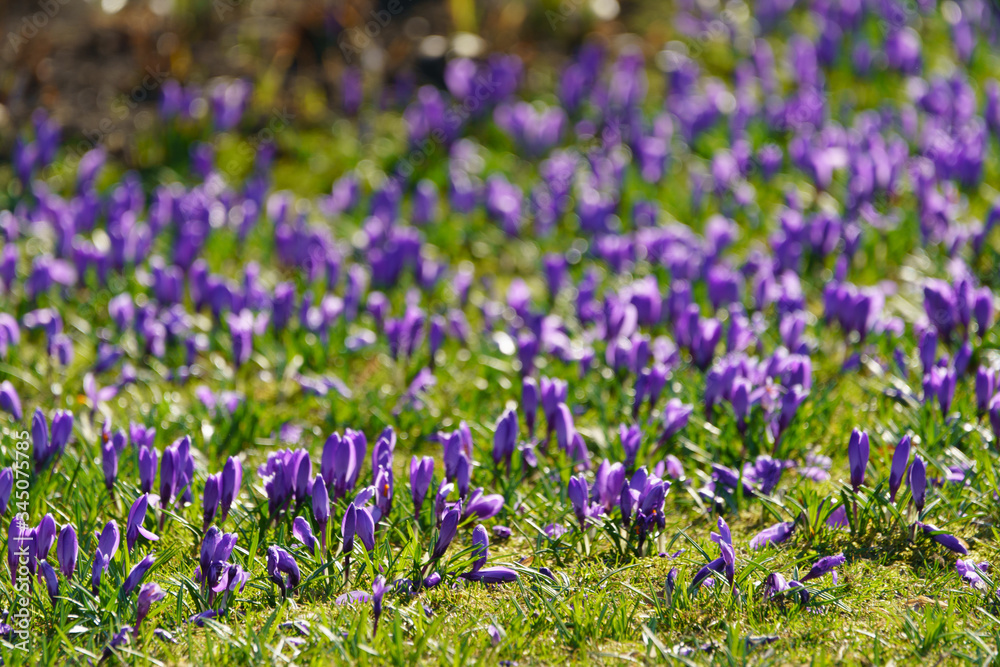 Beautiful purple crocuses at spring time. The beauty of nature concepts. Suitable as floral fresh background, greeting card, template. Beautiful purple crocuses at spring time. The beauty of nature concepts. Suitable as floral fresh background, greeting card, template.