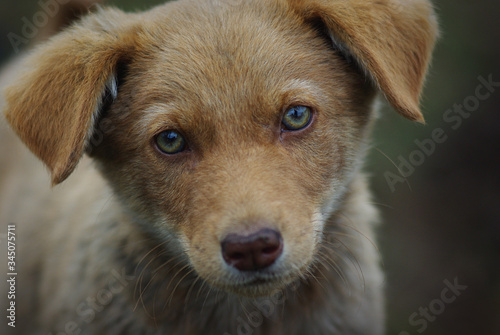 portrait of a dog