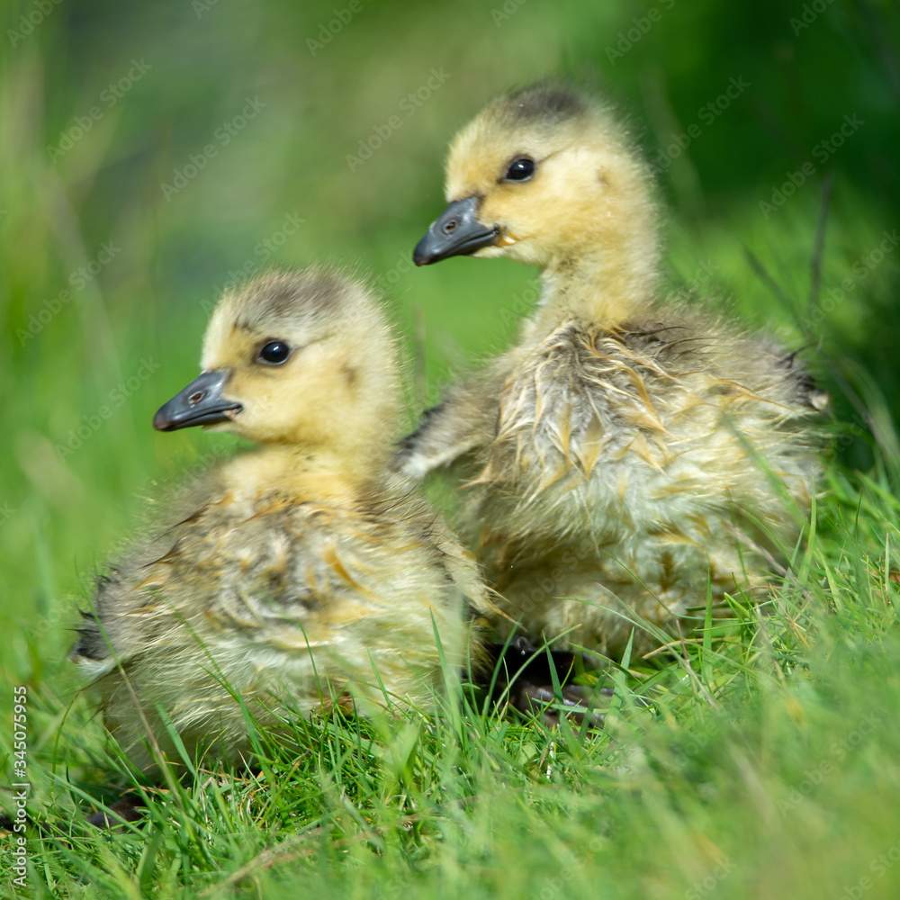 Canada geese, Branta canadensis, chicks, nestlings, new life, sitting in the grass looking in the same direction. Green background. Canada geese, Branta canadensis, chicks, nestlings, new life, sitting in the grass looking in the same direction. Green background.