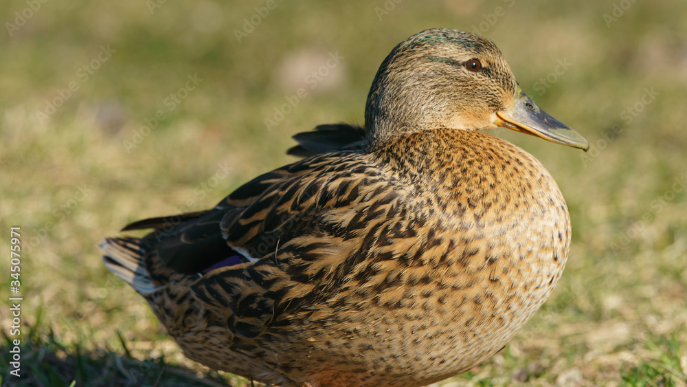 Fototapeta premium Photography of the duck in the city park. Sunny springtime. Bird basking in the sun. Animal theme.
