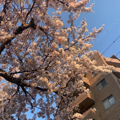 桜