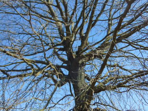 tree branches against blue sky