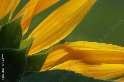 Mantis peeking through a Sunflower petals