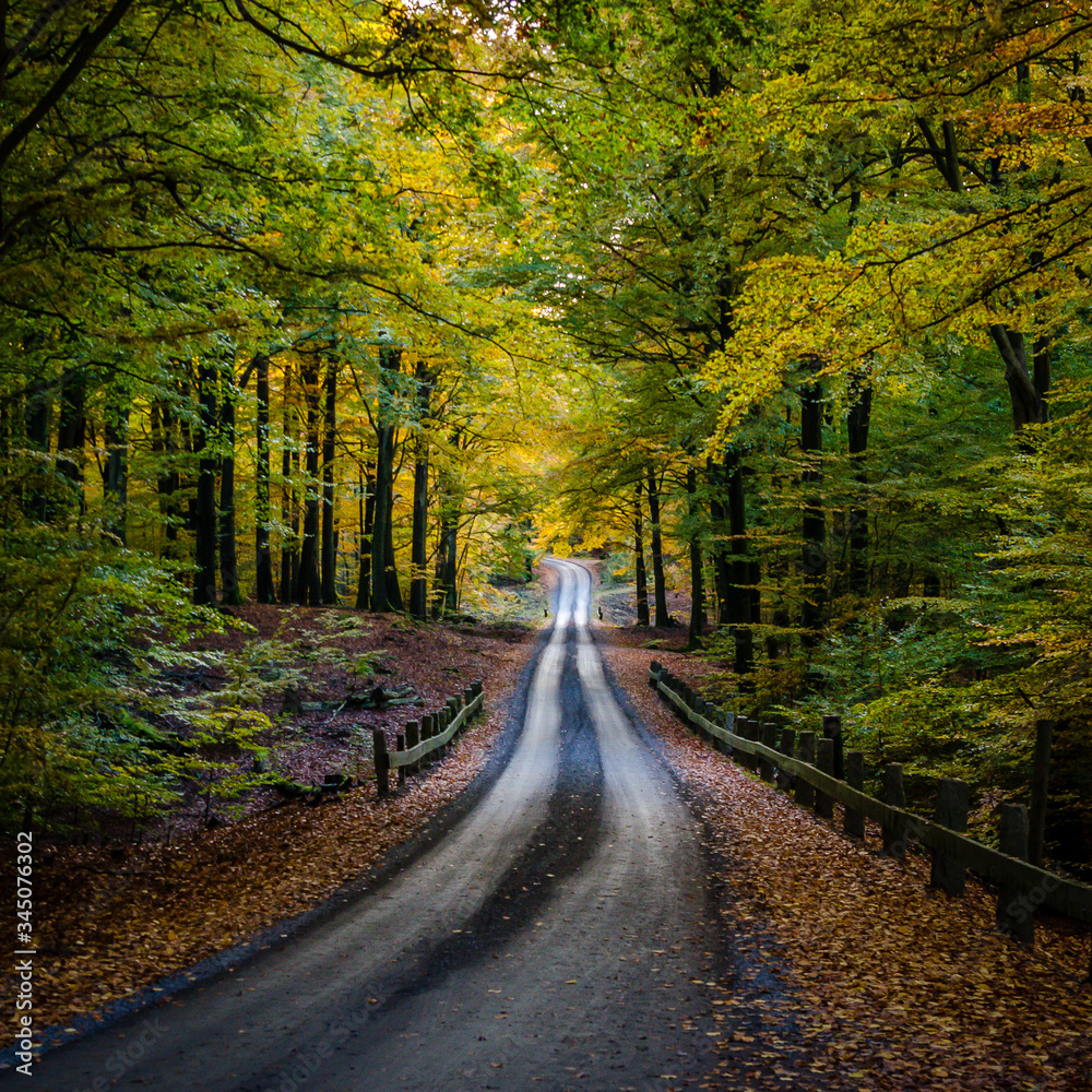Autumn landscape, colorful foliage in Söderåsens National Park in Sweden. Road through the forest.