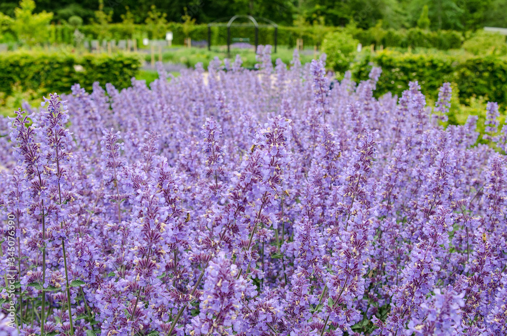 Flowerage, a large flower bed filled with lilac, purple, violet flowers in a garden. Green blurred background.