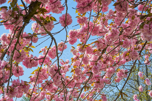 Rosa Baumblüten der japanischen Zierkirsche (Kurilenkirsche) im Frühling bei strahlendem Sonnenschein und blauen Himmel