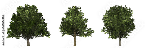 Tree collection with Oak (Quercus), Maple (Acer) and Ash (Fraxinus excelsior). Isolated on white background.