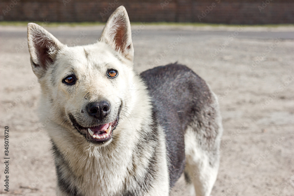 Closeup portrait of a large beautiful dog outdoors, dog shelters help abandoned animals, friend and guard, copy space for text Closeup portrait of a large beautiful dog outdoors, dog shelters help abandoned animals, friend and guard, copy space for text