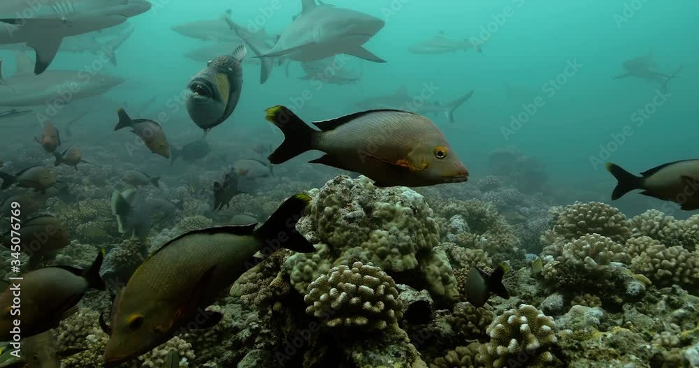 Beautiful fish and sharks in the Pacific Ocean. Underwater life with fishes and sharks swimming near coral reef in the Ocean. Diving in the clear water - close up - 4K Beautiful fish and sharks in the Pacific Ocean. Underwater life with fishes and sharks swimming near coral reef in the Ocean. Diving in the clear water - close up - 4K
