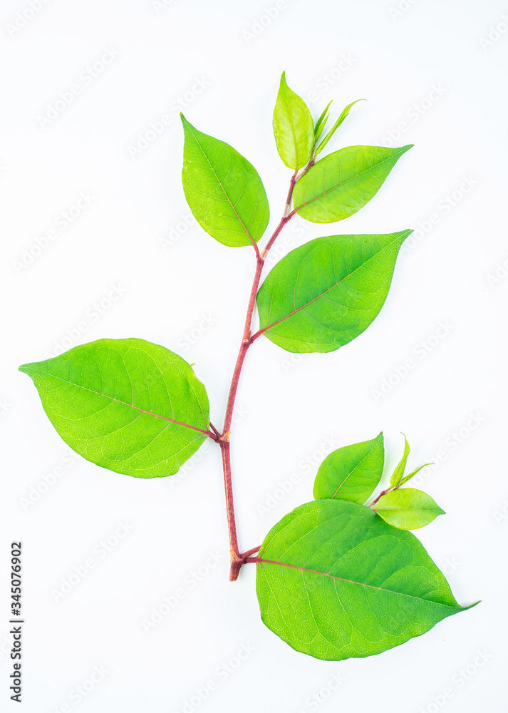 Beautiful knotweed leaves on white background Beautiful knotweed leaves on white background