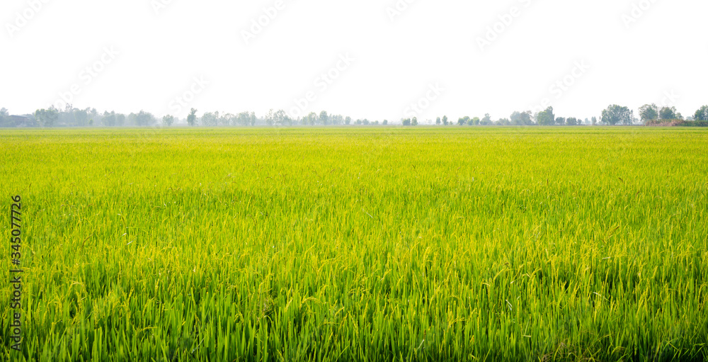 Fototapeta premium Agriculture rural life with ponds for rice farming, Green young rice plants are growing in paddy field. Agricultural lifestyle concept of Thailand.