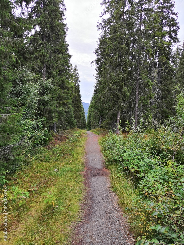 Fototapeta premium Forest Aisle