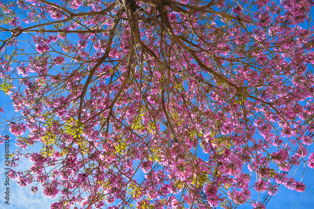 tree with green leaves and pink flowers, cercis siliquastrum, commonly called the tree of love, growing in urban areas tree with green leaves and pink flowers, cercis siliquastrum, commonly called the tree of love, growing in urban areas