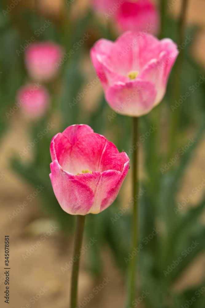 Pink Tulips in full bloom (detail)