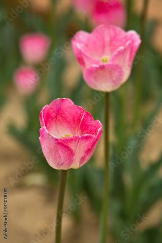 Pink Tulips in full bloom (detail)