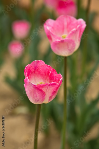 Pink Tulips in full bloom  detail 