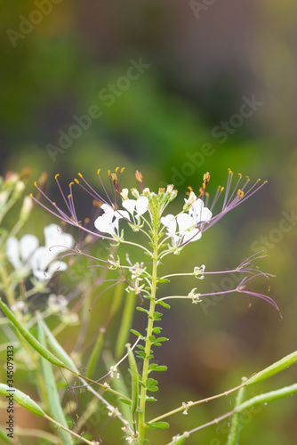 Cleome gynandra Flowers photo