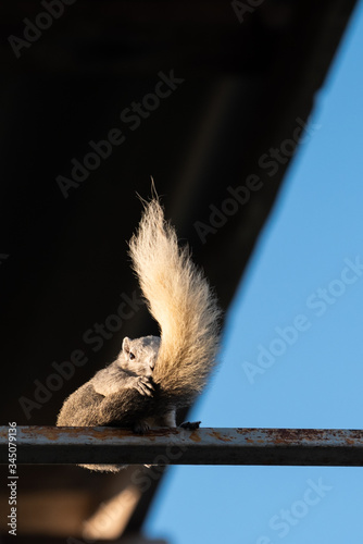 Fototapeta Naklejka Na Ścianę i Meble -  Cute Squirrel