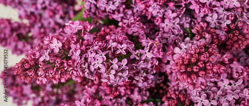 Happy birthday greeting card. Hello spring and summer. Greeting card for Women's Day and Mother's Day. Spring season, copy space.Detail photography of purple lilac, macro, spring blooming plant