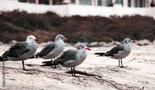 Small flocks of seagulls on the coast