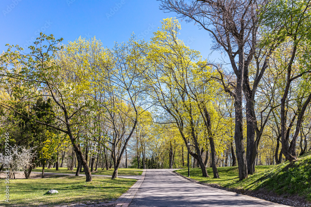 old trees and walking path in city park in spring. green landscape on blue sky background
