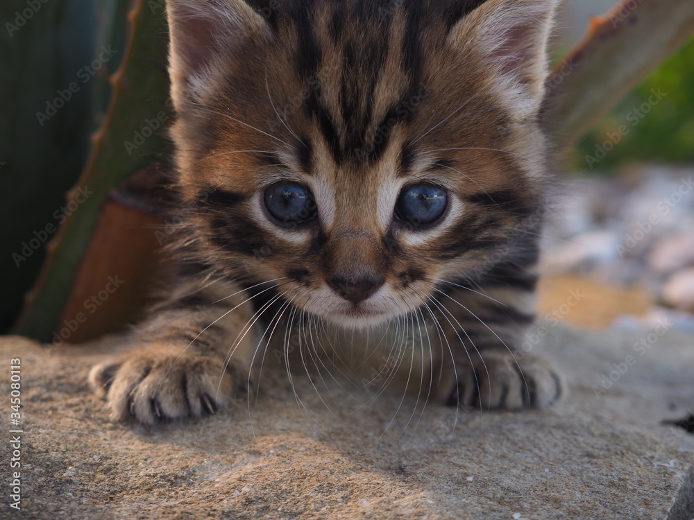Fototapeta premium gato pequeño en la naturaleza