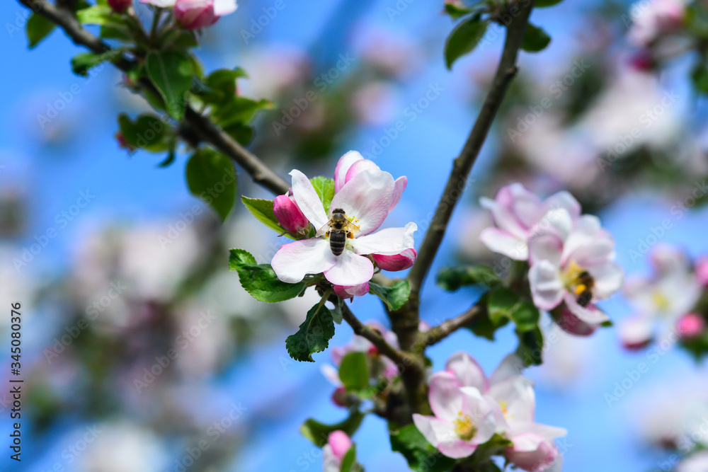 Abeille autour du pommier