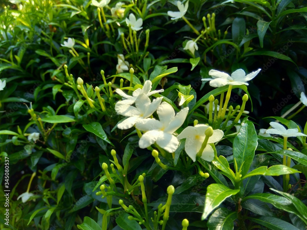 Obraz premium Close up green Gardenia jasminoides (gardenia, cape jasmine, cape jessamine, danh danh, jasmin) with natural background. This plant is used within traditional Chinese medicine to drain fire.