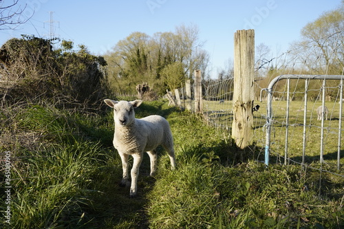 Escaped lamb sheep outside the fence looking for freedom
