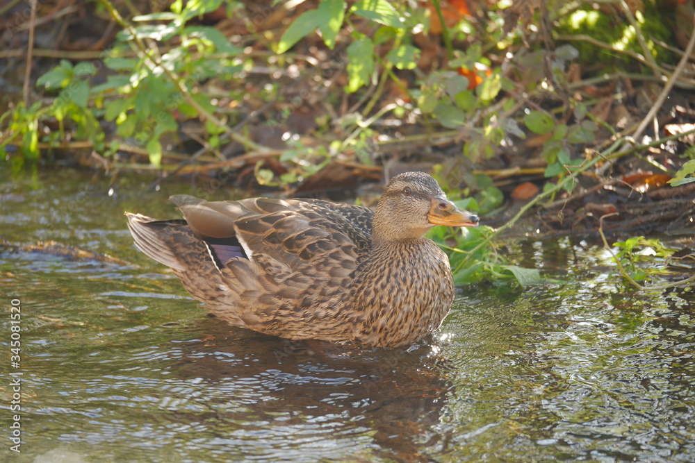 Duck at Plitvice lakes national park, Croatia Duck at Plitvice lakes national park, Croatia