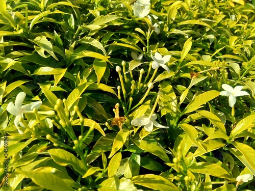 Close up green Gardenia jasminoides (gardenia, cape jasmine, cape jessamine, danh danh, jasmin) with natural background. This plant is used within traditional Chinese medicine to drain fire. photo
