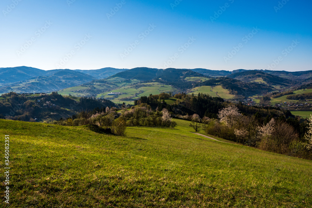 meadow in the mountains with flowering trees and forests around on a sunny day