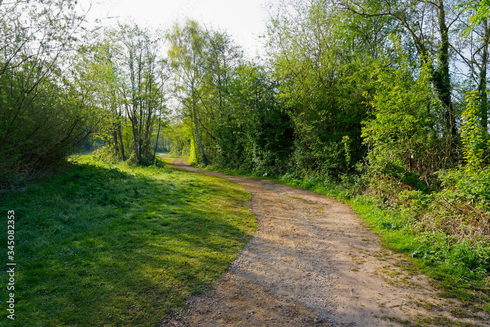 A rising sun behind trees casts weak shadows across a winding footpath A rising sun behind trees casts weak shadows across a winding footpath