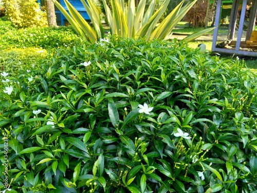 Close up green Gardenia jasminoides (gardenia, cape jasmine, cape jessamine, danh danh, jasmin) with natural background. This plant is used within traditional Chinese medicine to drain fire. photo