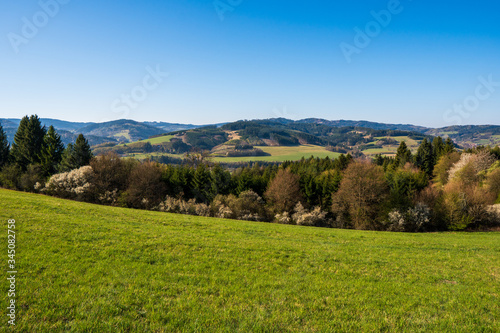 meadow in the mountains with flowering trees and forests around on a sunny day