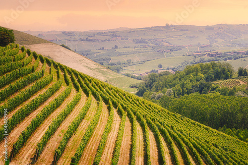 Langhe region, Piedmont, Italy. Vineyards landscape in spring - summer.