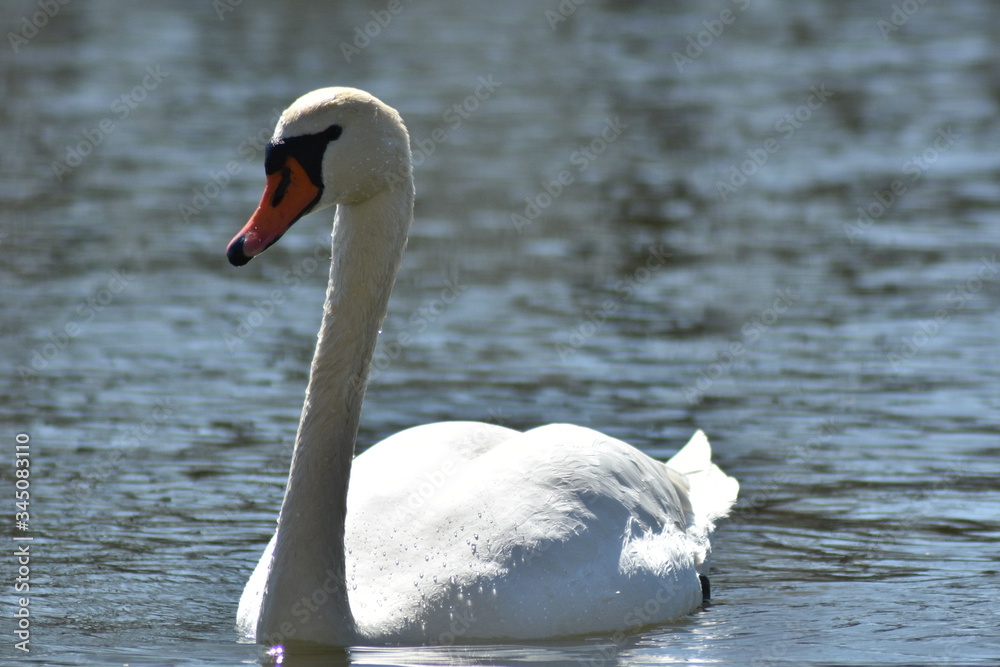 Obraz premium Schwan auf dem Teich