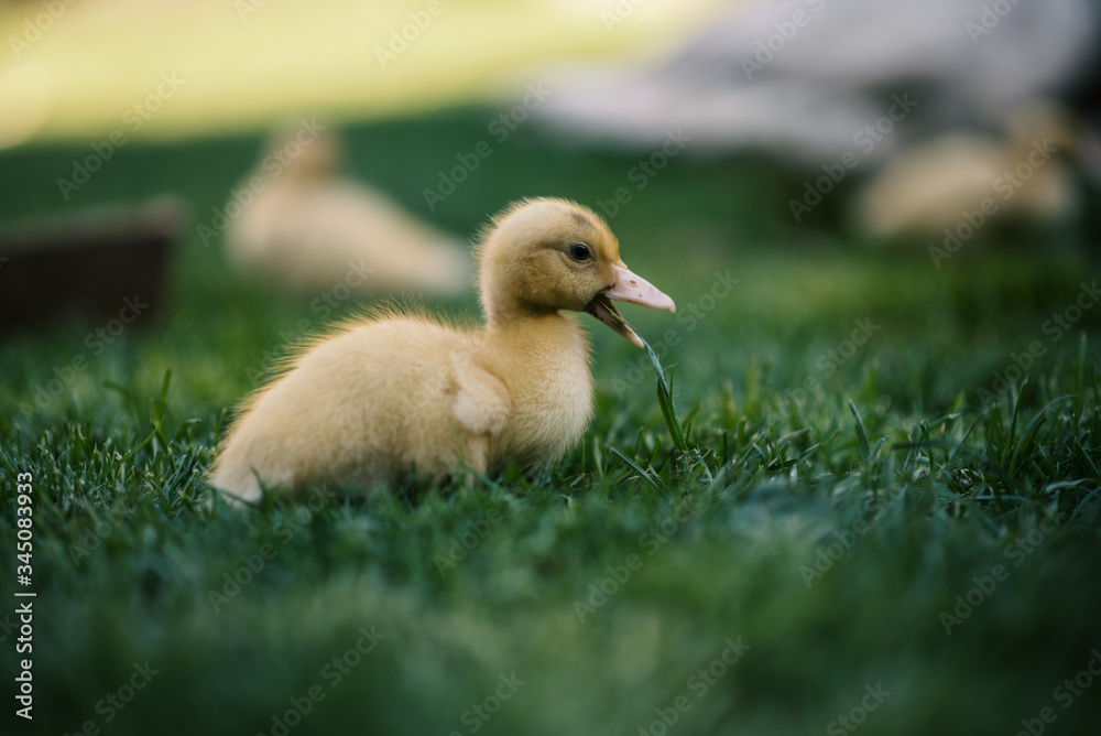 Ducklings on a grass in the garden, drinking a water. Cute baby ducks in small breeding. Concept of farming. Ducklings on a grass in the garden, drinking a water. Cute baby ducks in small breeding. Concept of farming.