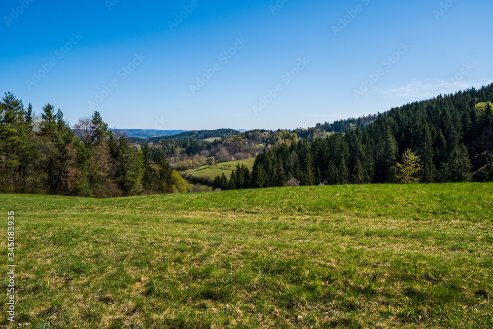 meadow in the mountains with flowering trees and forests around on a sunny spring day