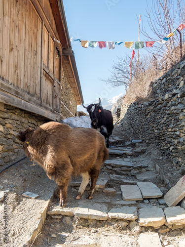 Nepal Annapurna Trek, Yak
