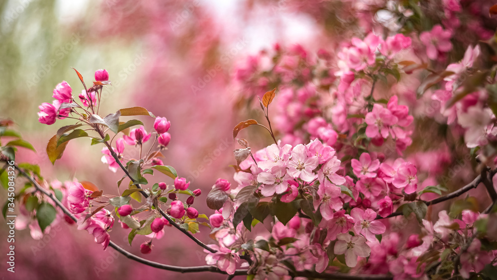 Blooming pink flowers Apple tree in the spring garden. Floral springtime natural background